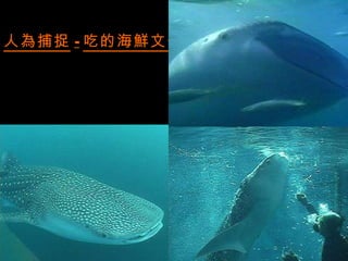 人為捕捉 - 吃的海鮮文化
牠們不只是食物
 