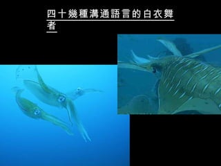 四十幾種溝通語言的白衣舞
者
 