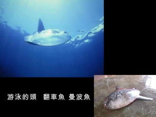 游泳的頭 翻車魚 曼波魚
 