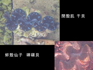閉殼肌 干貝




蚌殼仙子 硨磲貝
 