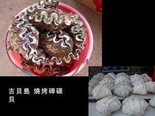 吉貝島 燒烤硨磲
貝
 