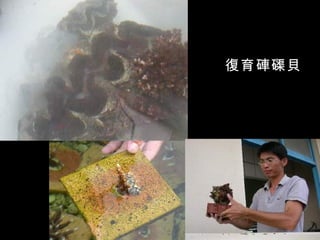 復育硨磲貝
 
