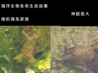 海洋生物各有生命故事
             神經很大
條的海兔家族
 