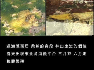 逐海藻而居 柔軟的身段 神出鬼沒的個性
春天出現東北角海蝕平台 三月來 六月走
集體繁殖
 