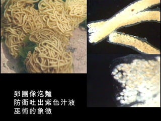 卵團像泡麵
防衛吐出紫色汁液
巫術的象徵
 