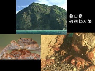 龜山島
硫磺怪方蟹
 