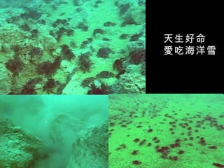 天生好命
愛吃海洋雪
 