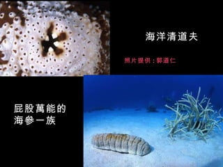 海洋清道夫

        照片提供 : 郭道仁




屁股萬能的
海參一族
 