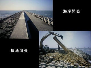 海岸開發




棲地消失
 