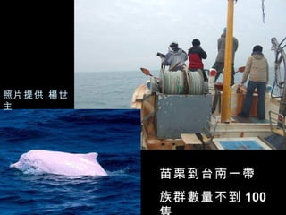 照片提供 楊世
主




          苗栗到台南一帶
          族群數量不到 100
 