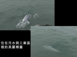 住在污水與工業區
裡的美麗精靈
 