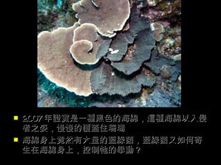    2007 年證實是一種黑色的海綿，這種海綿以入侵
    者之姿，慢慢的覆蓋住珊瑚
   海綿身上竟然有大量的藍綠菌，藍綠菌又如何寄
    生在海綿身上，控制牠的舉動？
 
