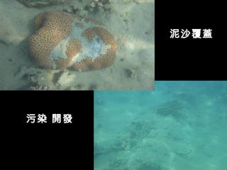 泥沙覆蓋




污染 開發
 