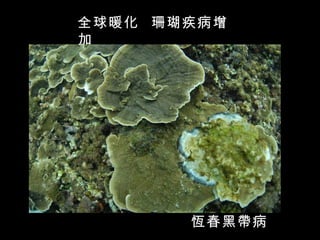 全球暖化 珊瑚疾病增
加




       恆春黑帶病
 