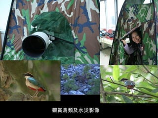 觀賞鳥類及水災影像
 