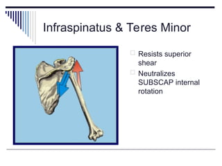 PEP 300 Shoulder Complex assessment and rehab.ppt