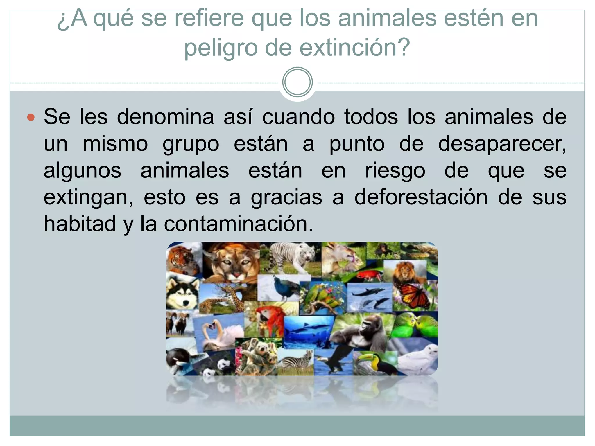 ¿A qué se refiere que los animales estén en
peligro de extinción?
 Se les denomina así cuando todos los animales de
un mismo grupo están a punto de desaparecer,
algunos animales están en riesgo de que se
extingan, esto es a gracias a deforestación de sus
habitad y la contaminación.
 