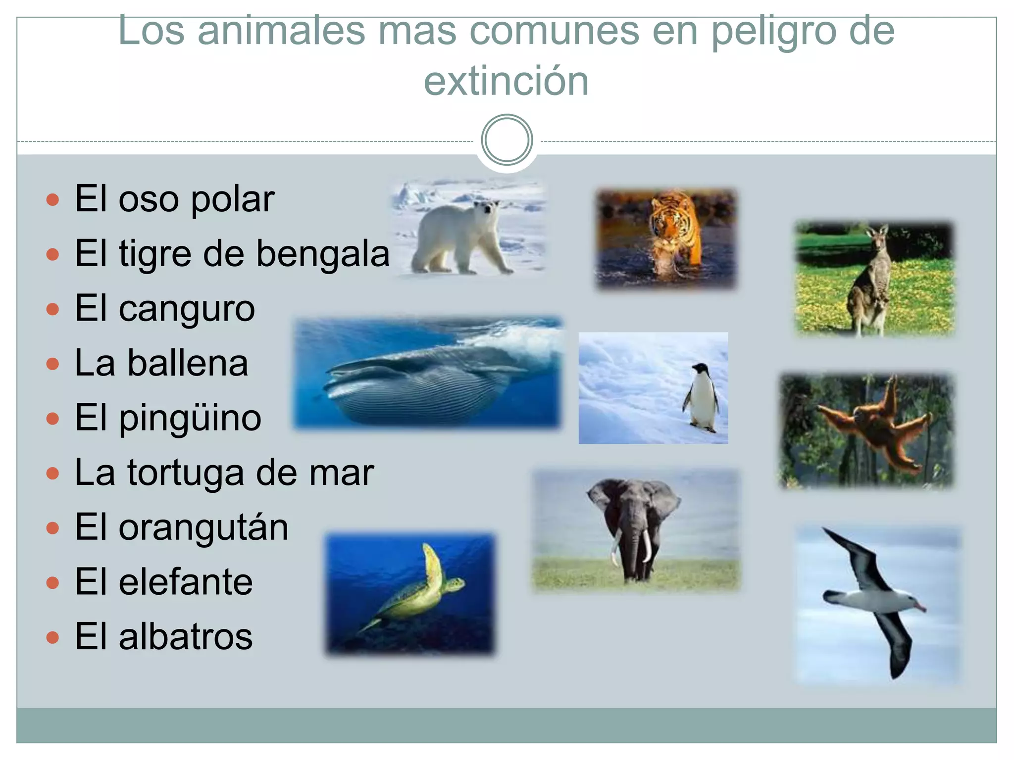 Los animales mas comunes en peligro de
extinción
 El oso polar
 El tigre de bengala
 El canguro
 La ballena
 El pingüino
 La tortuga de mar
 El orangután
 El elefante
 El albatros
 