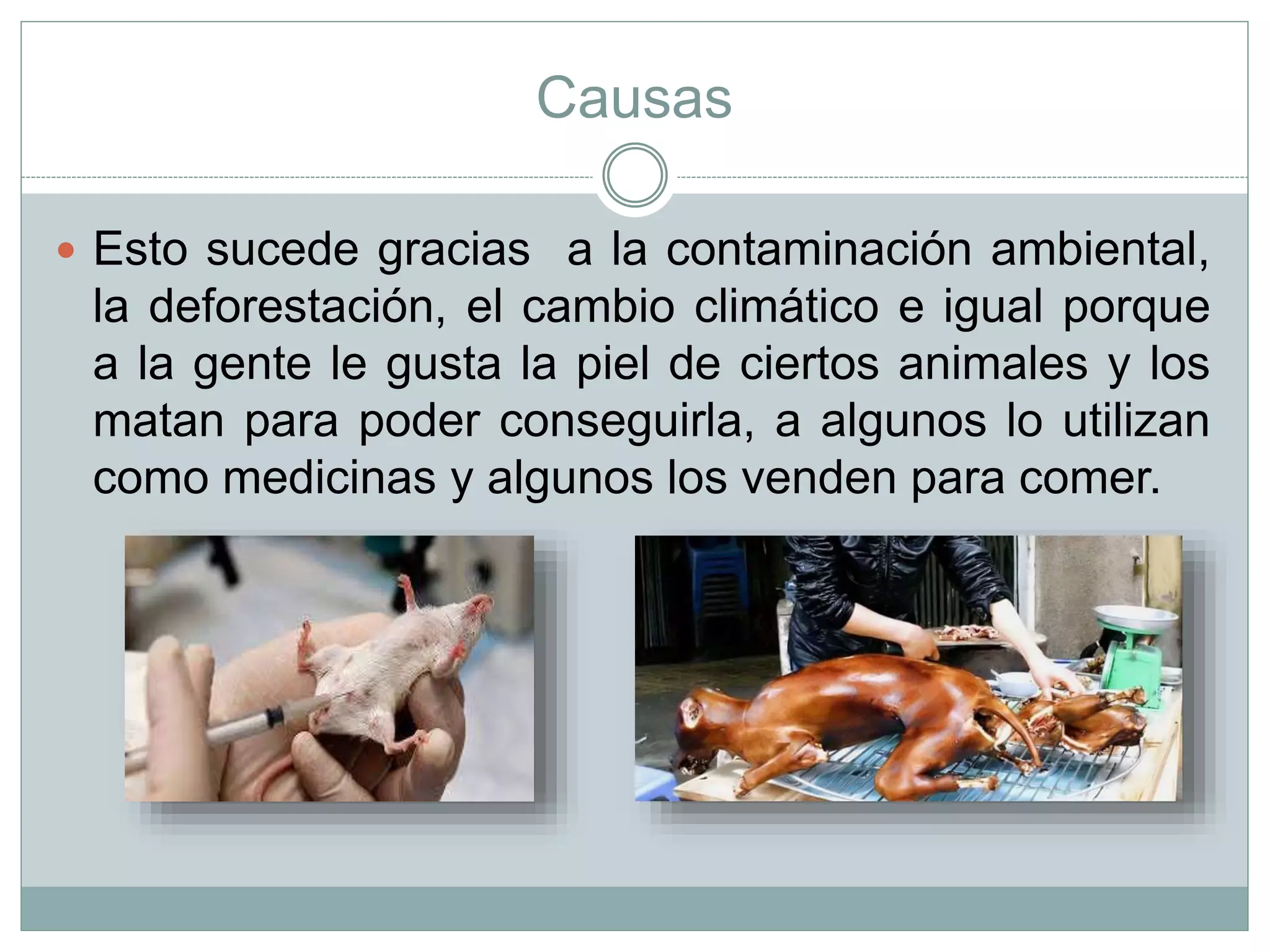 Causas
 Esto sucede gracias a la contaminación ambiental,
la deforestación, el cambio climático e igual porque
a la gente le gusta la piel de ciertos animales y los
matan para poder conseguirla, a algunos lo utilizan
como medicinas y algunos los venden para comer.
 