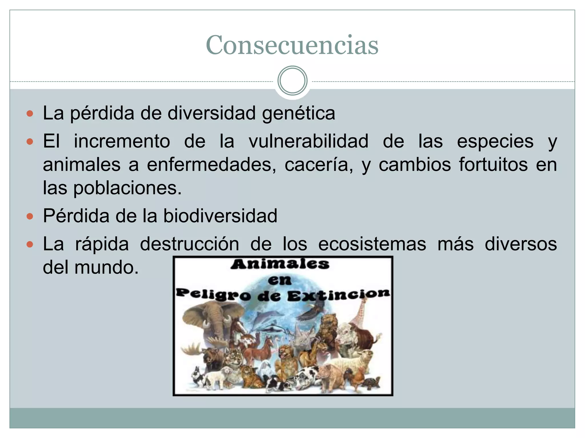 Consecuencias
 La pérdida de diversidad genética
 El incremento de la vulnerabilidad de las especies y
animales a enfermedades, cacería, y cambios fortuitos en
las poblaciones.
 Pérdida de la biodiversidad
 La rápida destrucción de los ecosistemas más diversos
del mundo.
 