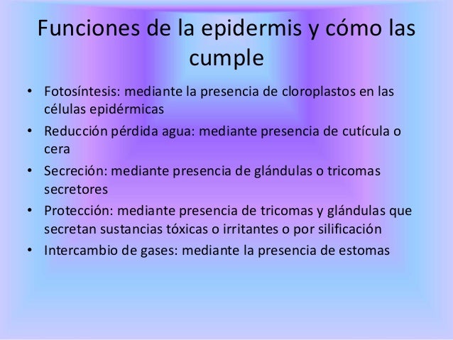 Fotos ntesis - Wikipedia, la enciclopedia libre Fotos ntesis - Wikipedia, la enciclopedia libre