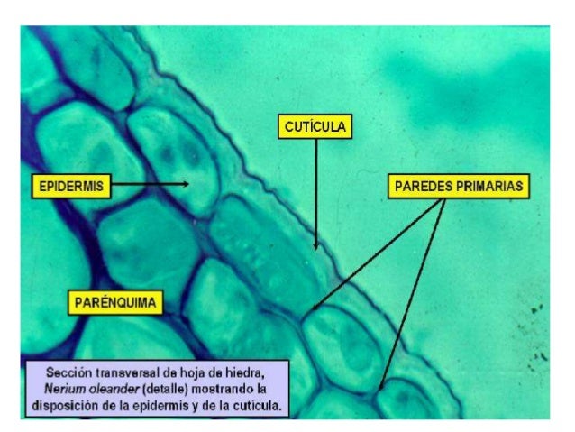 Resultado de imagen de epidermis planta