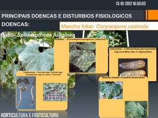 13-10-2012 16:50:03




                              Mancha foliar- Corynespora casiicola
Oidio- Sphaerotheca fuliginea




HORTICULTURA E FRUTICULTURA
 