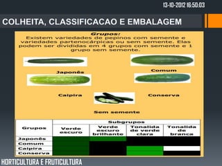 13-10-2012 16:50:03




HORTICULTURA E FRUTICULTURA
 