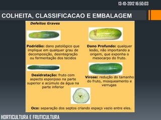 13-10-2012 16:50:03




HORTICULTURA E FRUTICULTURA
 