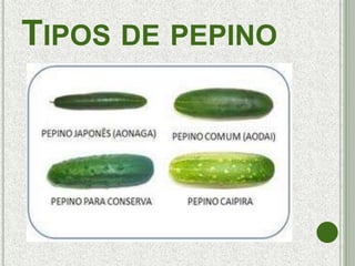 TIPOS DE PEPINO
 