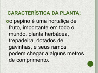 CARACTERÍSTICA DA PLANTA:
o pepino é uma hortaliça de
fruto, importante em todo o
mundo, planta herbácea,
trepadeira, dotados de
gavinhas, e seus ramos
podem chegar a alguns metros
de comprimento.
 