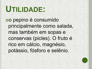 UTILIDADE:
o pepino é consumido
principalmente como salada,
mas também em sopas e
conservas (picles). O fruto é
rico em cálcio, magnésio,
potássio, fósforo e selênio.
 