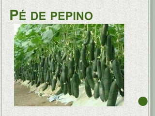 PÉ DE PEPINO
 