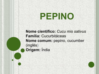 PEPINO
Nome científico: Cucu mis sativus
Família: Cucurbitáceas
Nome comum: pepino, cucumber
(inglês)
Origem: Índia
 