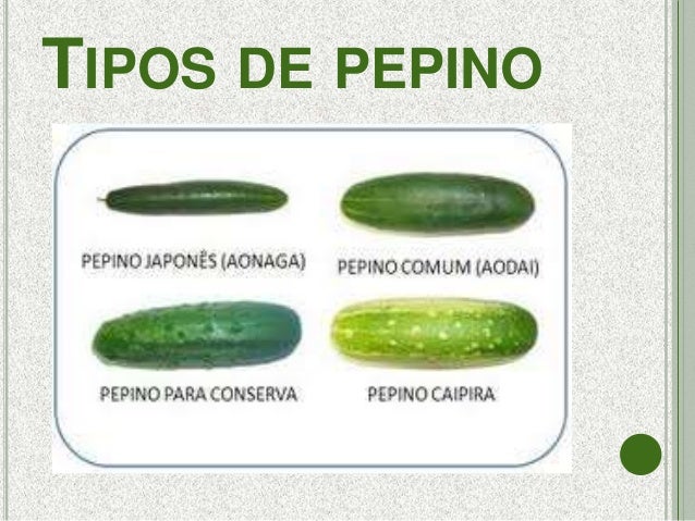 Pepino