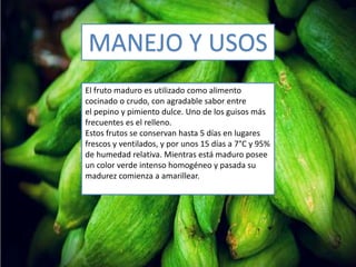 MANEJO Y USOS
El fruto maduro es utilizado como alimento
cocinado o crudo, con agradable sabor entre
el pepino y pimiento dulce. Uno de los guisos más
frecuentes es el relleno.
Estos frutos se conservan hasta 5 días en lugares
frescos y ventilados, y por unos 15 días a 7°C y 95%
de humedad relativa. Mientras está maduro posee
un color verde intenso homogéneo y pasada su
madurez comienza a amarillear.
 