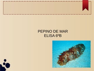 PEPINO DE MAR
ELISA 6ºB
 