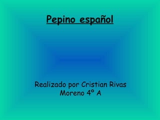 Pepino español Realizado por Cristian Rivas Moreno 4º A 