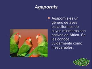 Agapornis
➲ Agapornis es un
género de aves
psitaciformes de
cuyos miembros son
nativos de África. Se
les conoce
vulgarmente como
inseparables.
s
 