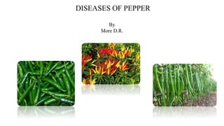 DISEASES OF PEPPER
By
More D.R.
 