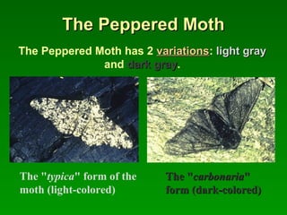 The Peppered MothThe Peppered Moth
The "typica" form of the
moth (light-colored)
The "The "carbonariacarbonaria""
form (dark-colored)form (dark-colored)
The Peppered Moth has 2 variationsvariations: light graylight gray
and dark graydark gray.
 