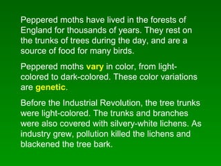 Peppered moths have lived in the forests of
England for thousands of years. They rest on
the trunks of trees during the day, and are a
source of food for many birds.
Peppered moths vary in color, from light-
colored to dark-colored. These color variations
are genetic.
Before the Industrial Revolution, the tree trunks
were light-colored. The trunks and branches
were also covered with silvery-white lichens. As
industry grew, pollution killed the lichens and
blackened the tree bark.
 