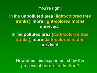You’re right!
In the unpollutedunpolluted area (light-colored treelight-colored tree
trunkstrunks), moremore light-colored mothslight-colored moths
survivedsurvived.
In the polluted area (polluted area (dark-colored treedark-colored tree
trunkstrunks), moremore dark-colored mothsdark-colored moths
survivedsurvived.
How does this experiment show the
process of natural selectionnatural selection?
 