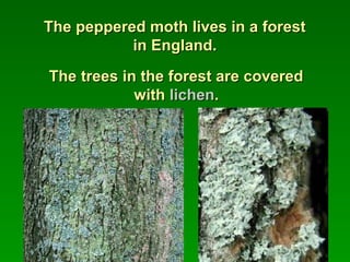 The peppered moth lives in a forestThe peppered moth lives in a forest
in England.in England.
The trees in the forest are coveredThe trees in the forest are covered
withwith lichenlichen..
 