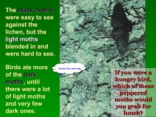 If you were aIf you were a
hungry bird,hungry bird,
which of thesewhich of these
pepperedpeppered
moths wouldmoths would
you grab foryou grab for
lunch?lunch?
The black mothsblack moths
were easy to see
against the
lichen, but the
light mothslight moths
blended in and
were hard to see.
Birds ate more
of the darkdark
mothsmoths, until
there were a lot
of light moths
and very few
dark ones.
Ha ha! You can’t see
me…
 
