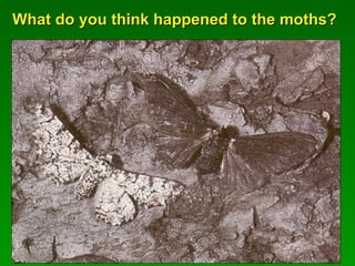 What do you think happened to the moths?What do you think happened to the moths?
 