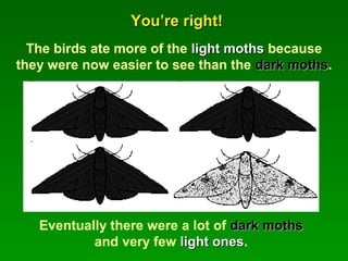 You’re right!You’re right!
The birds ate more of the light mothslight moths because
they were now easier to see than the dark mothsdark moths.
Eventually there were a lot of dark mothsdark moths
and very few light oneslight ones.
 