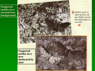 PepperedPeppered
moths on amoths on a
normal treenormal tree
backgroundbackground
PepperedPeppered
moths on amoths on a
treetree
darkened bydarkened by
sootsoot
 