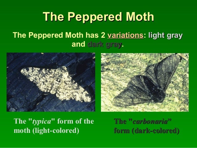 Natural Selection Moth Experiment Natural Selection Moth Experiment