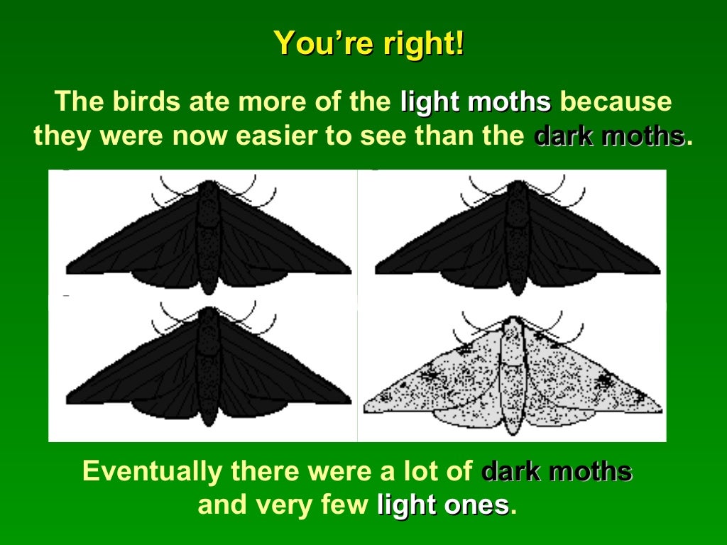 Peppered Moth Peppered Moth